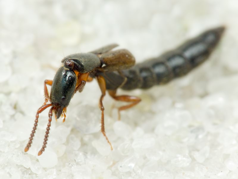 Xantholinus Dejean, 1821